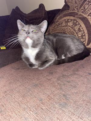 Russian Blues for Rehoming