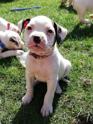 American Staffordshire terrier  Dogs Breed