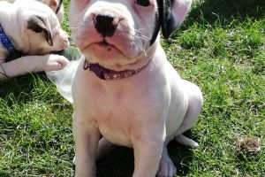 American Staffordshire terrier  Dogs Breed