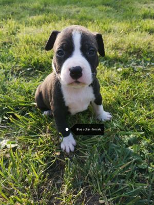 Available Staffordshire Bull Terriers