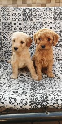Goldendoodle Dogs Breed