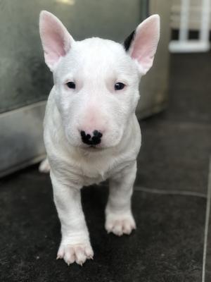 2 Stunning (standard male) Bull Terriers | UKPets