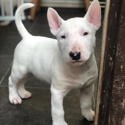 2 Stunning (standard male) Bull Terriers | UKPets