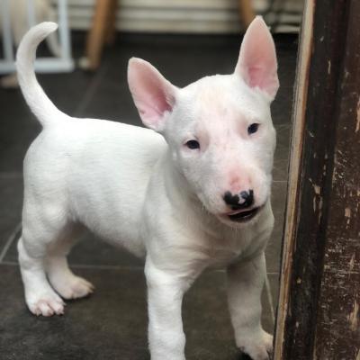 2 Stunning (standard male) Bull Terriers | UKPets