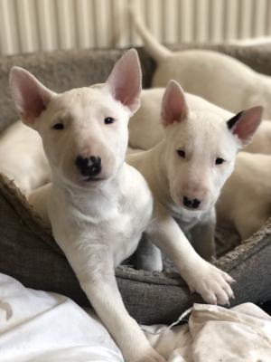 English Bull Terriers for Rehoming