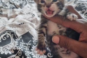 Beautiful 3/4 bengal kittens for sale