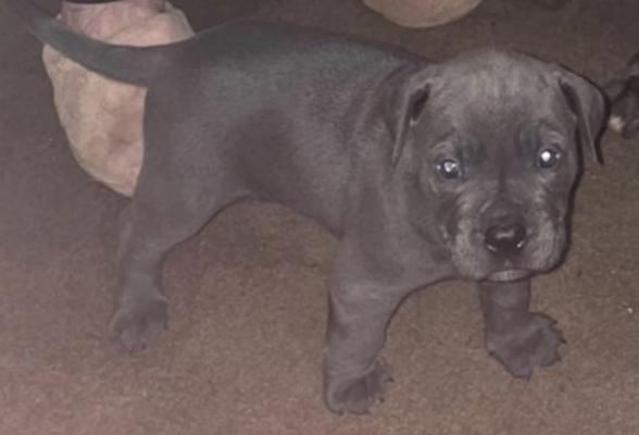 CANE CORSO XXL BULLY FOR SALE | UKPets