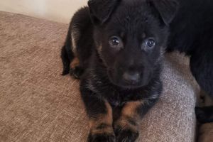 German shepherd puppies for sale