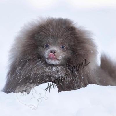 Pomeranian Online Listings