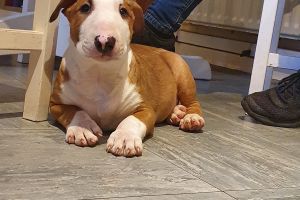 English Bull Terrier Dogs Breed
