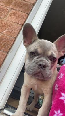 10 month sale old french bulldog