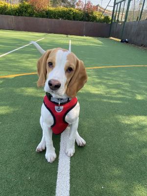 Beagle For Sale in Lodon