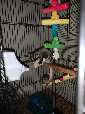 Sugar Glider For Sale in the UK
