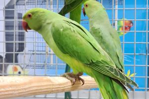 Baby Green Ring neck Talking Parrots