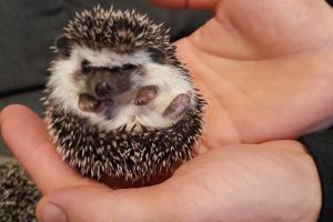 Pygmy Hedgehog For Sale