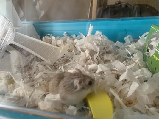 Hamster for Rehoming