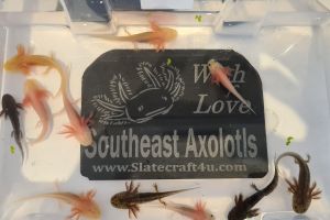 Axolotl For Sale in the UK