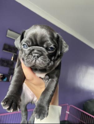 Frug puppies for sale | UKPets