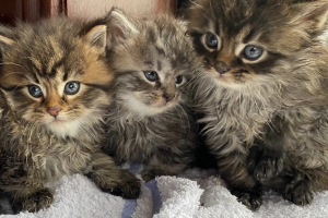 MAINE COON KITTENS SEEKING NEW HOME - ONLY BREEDERS IN NI!