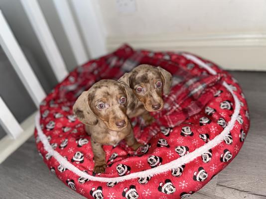 Miniature Dachshund For Sale in the UK