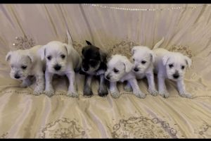 Miniature Schnauzers “ Must See “ For Sale  !