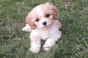 Cavachons for Rehoming