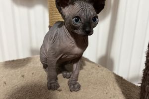 Sphynx For Sale