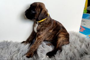 Boxer Dogs Breed