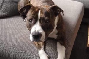 American Staffordshire terrier  for Rehoming
