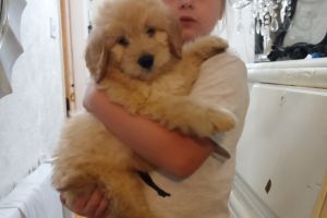 READY NOW Goldendoodle puppies for sale