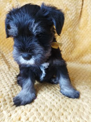 Spirited KC registered Miniature Schnauzers puppies for sale | UKPets