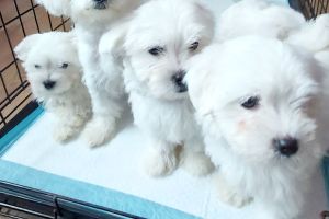 Maltese puppies ready now 12 weeks old/1girl left £950/ono