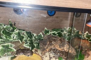 Python Snake For Sale in the UK