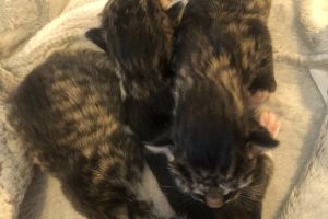 3 beautiful tabby kittens for sale