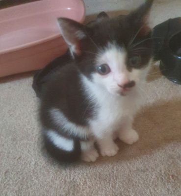 4 Beautiful Kittens For Sale | UKPets