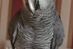african-grey Dogs Breed