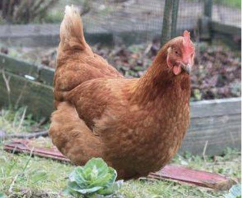 Hen For Sale
