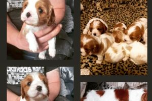 King Charles Spaniel for Rehoming