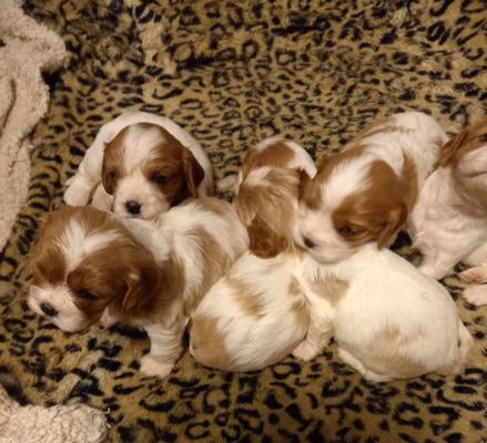 King Charles Spaniel for Rehoming