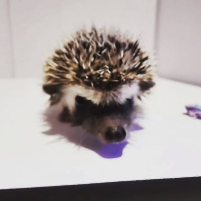 Pygmy Hedgehogs for Rehoming