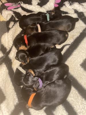 Dachshund For Sale in Lodon