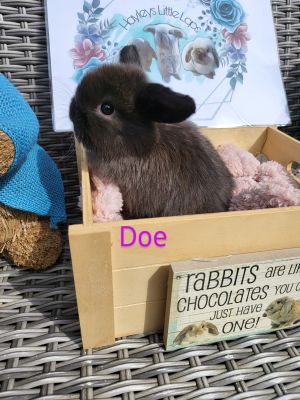 Mini Lops for Rehoming
