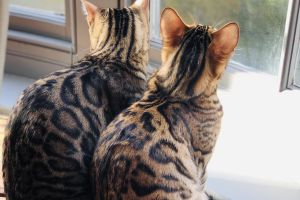2 female Bengals for sale