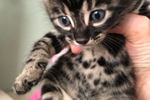 Beautiful pedigree TICA Bengal kittens for sale