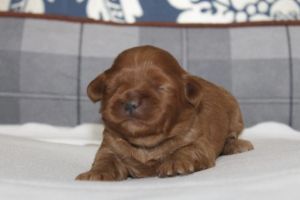 Shih-poos For Sale