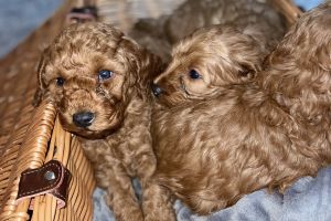 Red Cavapoo Puppies for sale
