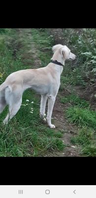 what is a saluki lurcher