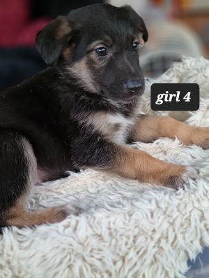 Stunning purebred German sheperd x pure border collie puppies for sale ...