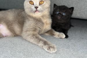4 British Shorthair To Sell