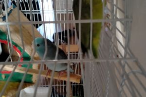 BONDED PAIR OF PARROTLETS